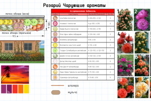 Розарий Чарующий аромат