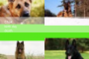 Родословная животных