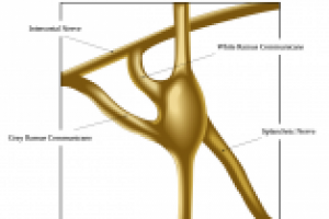 анатомическая иллюстрация