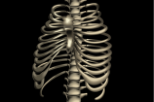 анатомическая иллюстрация