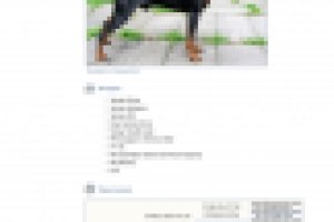 макет сайта питомника доберманов Black Stranger (стр. 3 уровня)