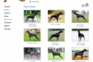 макет сайта питомника доберманов Black Stranger (стр. 2 уровня)