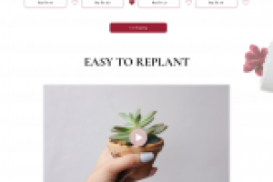 Магазин суккулентов - дизайн сайта