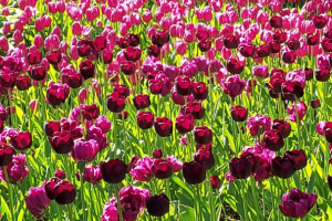 Елагин остров и фестиваль тюльпанов (Санкт-Петербург) 2021 год