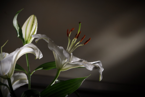 Работа 3303082