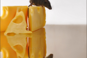 Работа 3303095