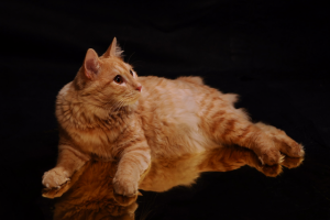 Работа 3303058