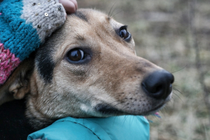 Проблема бездомных животных
