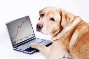 Собака за работой :)