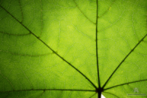 Кленовый лист