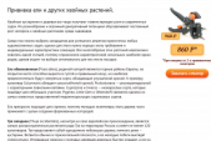 Прививка ели и других хвойных растений