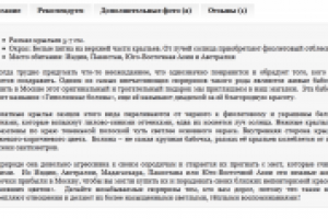 Болина (Hypolimnas bolina)