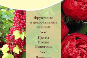 Дизайн баннера для соцсетей