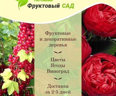 img3943500.png