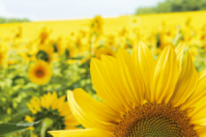 Листовка Ядро подсолнечника