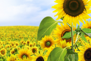 Брошюра Семечки