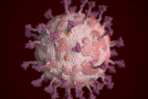 Corona Virus