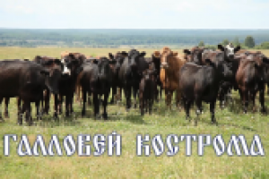 "Галловей Кострома"