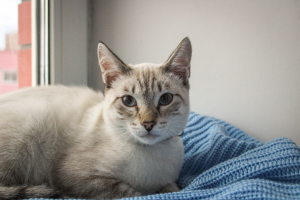 Работа 4426923