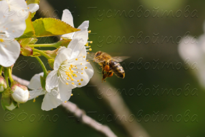 Весна. Пчелы за работой