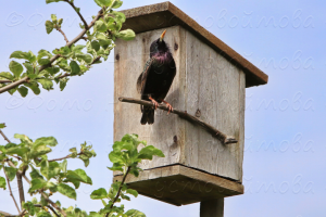 Весенний сосед