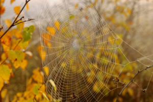 Осеннее кружево