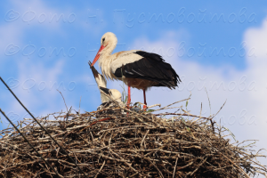 Семья аистов