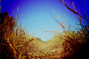 Работа 3317582