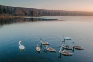 Лебеди перед вылетом на Юг