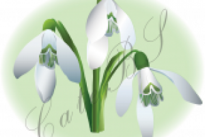 Подснежники