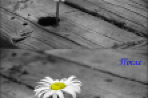 Частичное оцветнение ч/б фотографии