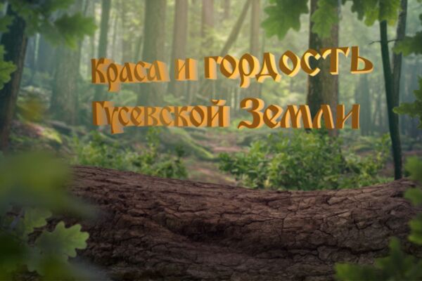 img4415956.png
