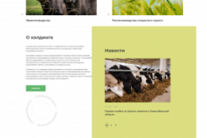 Сибирский ангус