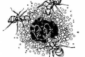 Иллюстрация "Муравьи сверху"