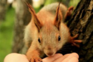 Страницы «Гарантии» и «Оплата» интернет-магазина