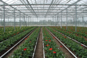 Система капельного полива для теплиц. Почему выгодно купить ее