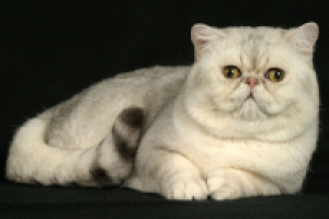 Кошечки))))