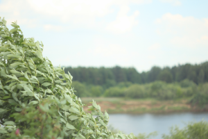 Работа 3754237