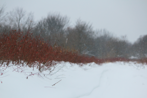 Работа 3753852