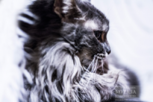 Работа 3034488