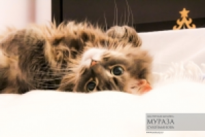 Работа 3034654