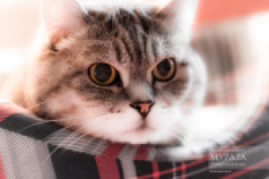 Работа 3034475