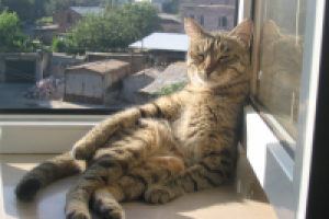 Работа 2852475