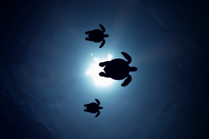 Подводное царство