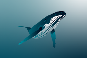 Whale Adobe illustrator