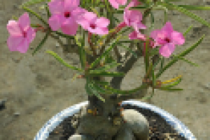 Написание, оформление и постинг статей на сайт