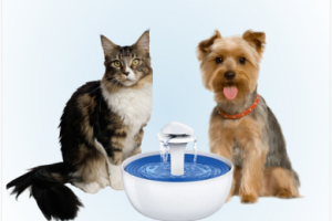 питьевой фонтанчик