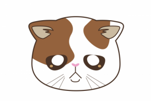 котик породы экзот