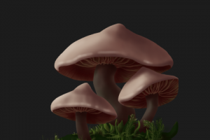 Mushrooms