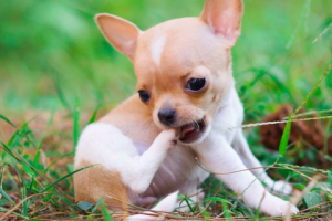 Статья для блога о домашних питомцах